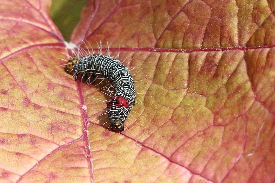 Australian grapevine moth caterpillar- Phalaenoides glycinae  Australia,Australian Grapevine Moth,Eamw caterpillars,Eamw moth,Geotagged,Phalaenoides,Phalaenoides glycinae,Summer