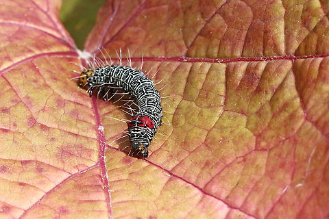 Australian grapevine moth caterpillar- Phalaenoides glycinae Australia,Australian Grapevine Moth,Eamw caterpillars,Eamw moth,Geotagged,Phalaenoides,Phalaenoides glycinae,Summer