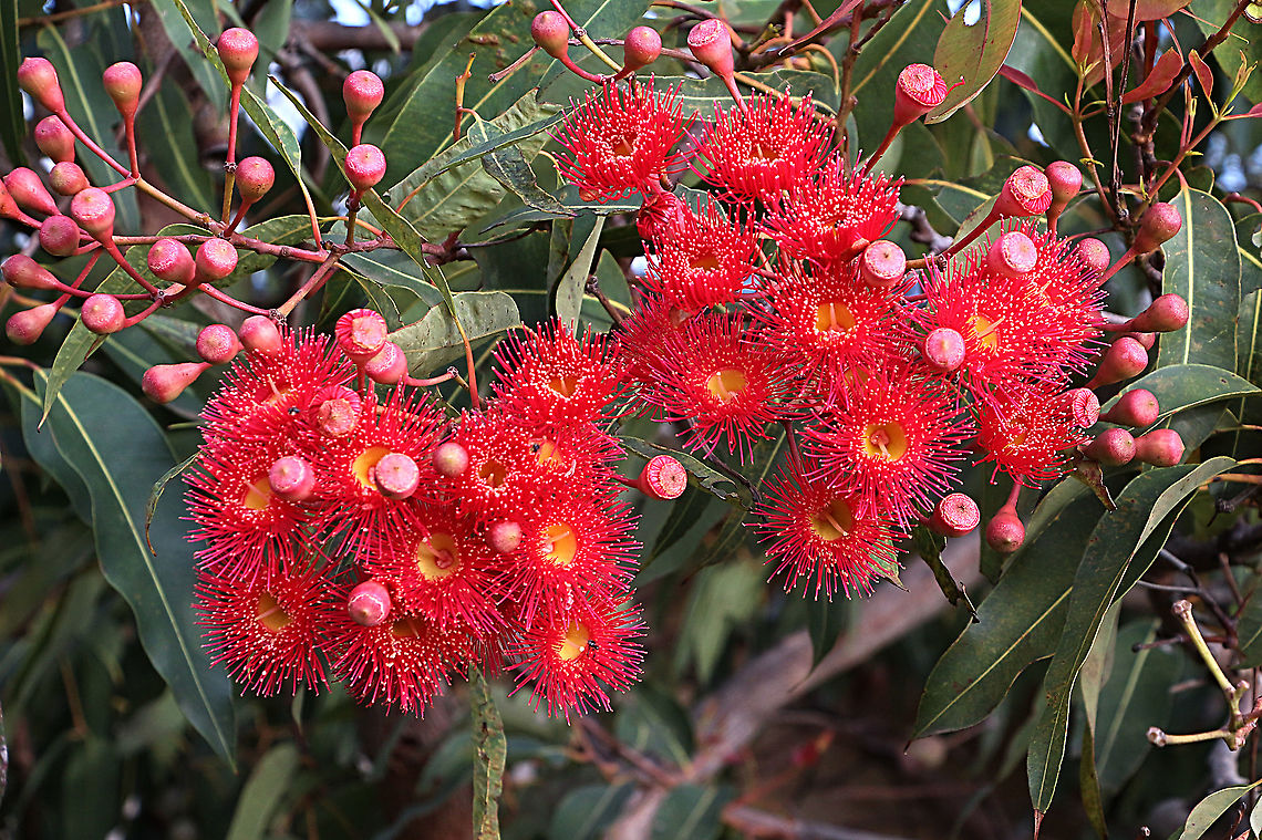 Red flowering gum - Corymbia ficifolia Commonly used as an ornamental tree in parks and gardens . It&rsquo;s natural distribution is south-west of Western Australia Australia,Corymbia ficifolia,Geotagged,Red flowering gum,Summer