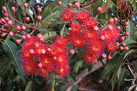 Red flowering gum - Corymbia ficifolia Commonly used as an ornamental tree in parks and gardens . It’s natural distribution is south-west of Western Australia Australia,Corymbia ficifolia,Geotagged,Red flowering gum,Summer