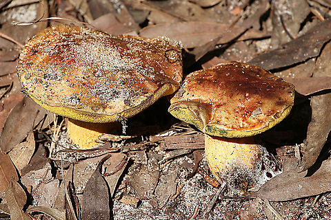 Unidentified Possible a Bolete mushroom, chestnut coloured cap , stipe a light mustard Color and pores a strong yellow. Cap size approx 80 mm. Growing in sandy soil in mixed eucalyptus bush land. 
Any surface bruised or cut turns blue with in seconds. 
 Australia,Geotagged,Summer
