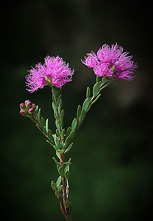 Kunzea-  Kunzea capitata Often used in parkland plantings or in domestic ornamental gardens Australia,Geotagged,Kunzea capitata,Summer