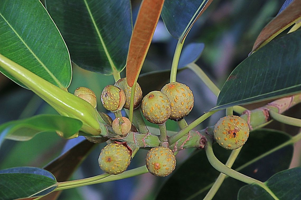 Moreton Bay fig - Ficus macrophylla Imature fruit. Ficus macrophylla,Moreton Bay fig