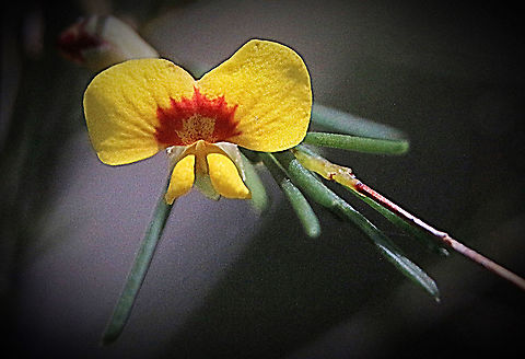 Dillwynia elegans. Under normal climatic conditions this plant would be blooming perfusly in spring , but due to the drought conditions it only just now has the odd flower showing and Sommer is almost  over. Australia,Dillwynia elegans,Geotagged,Summer