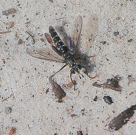 Wasp mimicking fly  ( Family: Syrphidae ? ) Flying over a sandy area in a zickzack fashion ,obviously looking for maybe ants or spiders. Australia,Geotagged,Summer