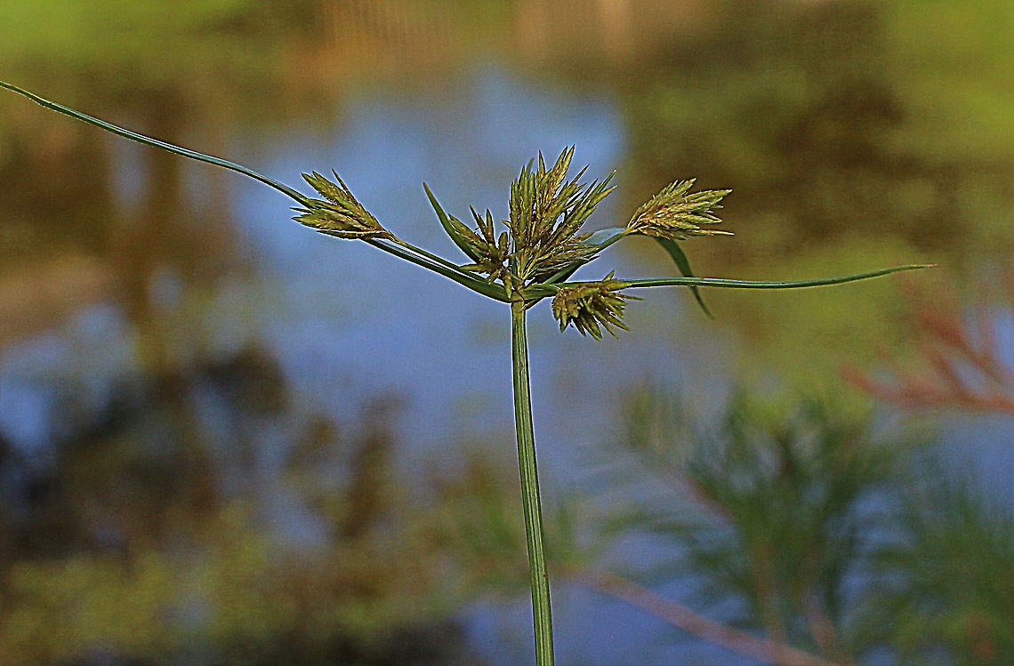 Cyperus sesquiflorus Growing near a swampy area Australia,Cyperus sesquiflorus,Geotagged,Summer