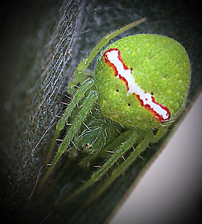 Araneus psittacinus Resting on a  fruit tree leave, sitting on top of a silk pad. Size of spider approx 8 mm Araneus psittacinus,Australia,Eamw spiders,Geotagged