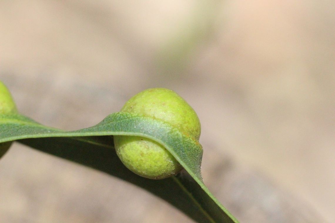 Unidentified Gall on eucalyptus leaf The ball shaped gall is half on each side of the leaf. Australia,Geotagged,Spring