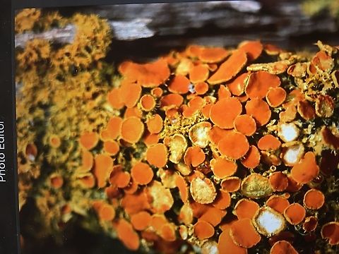 Golden eye Lichen - Teloschistes chrysophthalmus Found growing on coastal tea tree ( Leptospermum laevigatum) Australia,Geotagged,Summer,Teloschistes  chrysophthalmus,Teloschistes chrysophthalmus