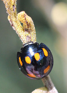 Orange-spotted Ladybird - Orcus australasiae  Australia,Geotagged,Orange-spotted Ladybird,Orcus australasiae,Summer