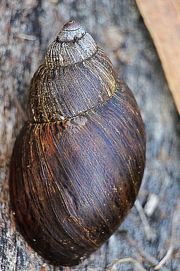 Kershaw’s Panda Snail - Pygmipanda kershawi Kershaw's Panda-snail Pygmipanda kershawi (Brazier, 1872) (Caryodidae) is a large native land snail with a shell size of about 35-60 mm (Stanisic et al. 2010). Like other caryodid land snails, P. kershawi is nocturnally active and is herbivorous, grazing on fungi and decaying plant material (Stanisic et al. 2010). The species is found under grass tussocks, leaf litter and woody debris in woodland, dry open forest and tall forest from east Gippsland and north-eastern Victoria to the Snowy Mountains in southern New South Wales (NSW) (Smith and Kershaw 1979; Smith 1992; Stanisic et al. 2010). Although relatively common in Victoria, it is uncommon in NSW (Stanisic et al. 2010), with only five known localities (Atlas of Living Australia, Australian Museum and Queensland Museum collection data). This paper documents two recent opportunistic records of the species in NSW. <br />
The PDF below was used to identify this snail shell<br />
<a href="https://pdfs.semanticscholar.org/4e97/c02d7ae590b8d0d4fd2287e1660abb271b01.pdf" rel="nofollow">https://pdfs.semanticscholar.org/4e97/c02d7ae590b8d0d4fd2287e1660abb271b01.pdf</a> Australia,Geotagged,Kershaw's Panda-Snail,Pygmipanda kershawi,Summer