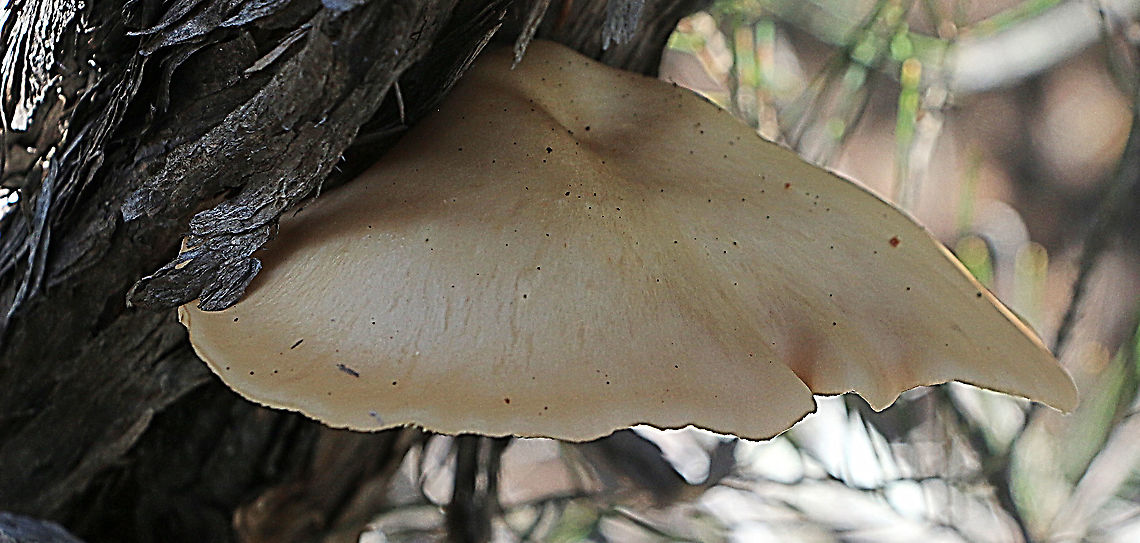 Oyster mushroom - Pleurotus ostreatus Found only one single specimen growing on dead (but standing) tea three. Australia,Geotagged,Oyster mushroom,Pleurotus ostreatus,Whooping Crane Summer Range