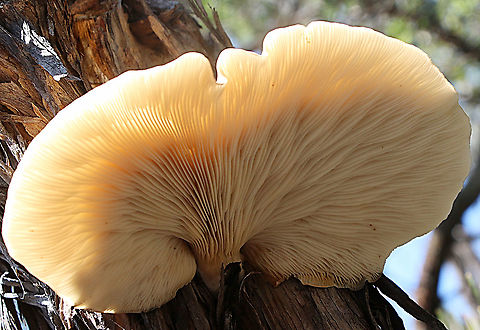 Oyster mushroom - Pleurotus ostreatus Gill formation Australia,Geotagged,Oyster mushroom,Pleurotus ostreatus,Summer