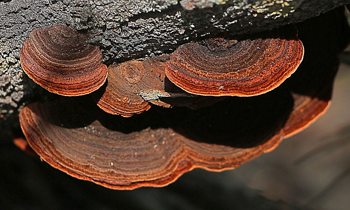 False turkey-tail - Stereum ostrea Growing on dead tea tree <br />
 Australia,False turkey-tail,Geotagged,Stereum ostrea,Summer