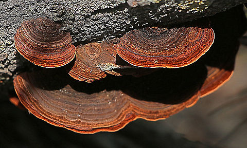 False turkey-tail - Stereum ostrea Growing on dead tea tree 
 Australia,False turkey-tail,Geotagged,Stereum ostrea,Summer