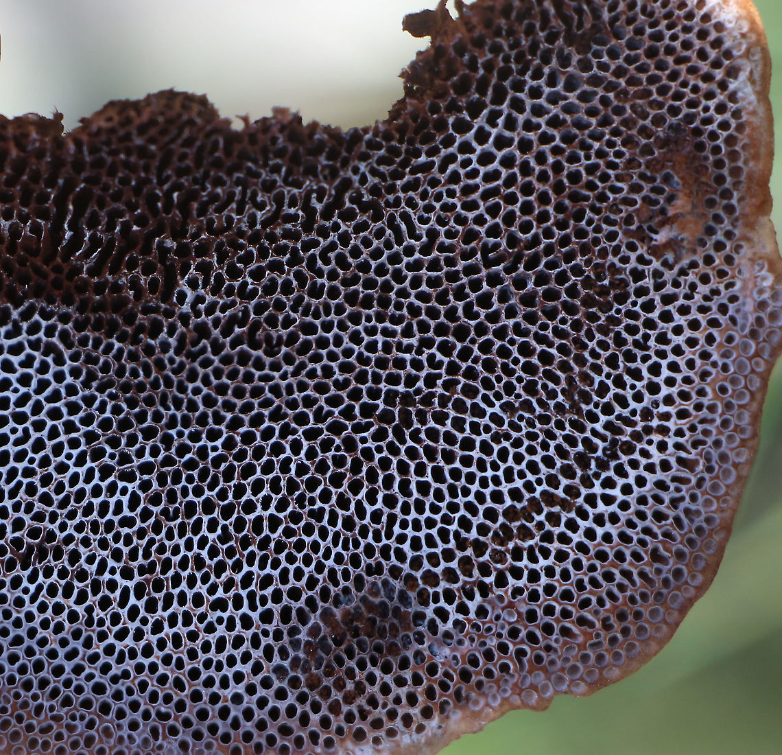False turkey - tail  - Stereum ostrea Underside showing pore details Australia,False turkey-tail,Geotagged,Stereum ostrea,Summer