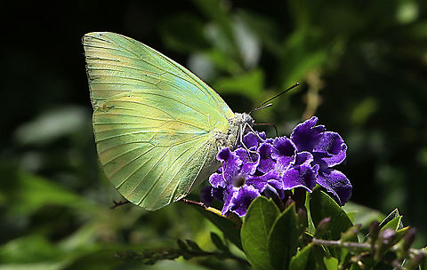 Lemon Emigrant - Catopsilia pomona  Australia,Catopsilia pomona,Geotagged,Lemon Emigrant,Summer