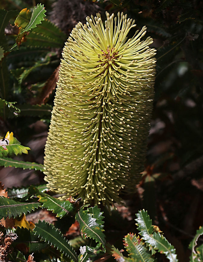 Saw banksia - Banksia serrata  Australia,Banksia serrata,Geotagged,Saw banksia,Summer