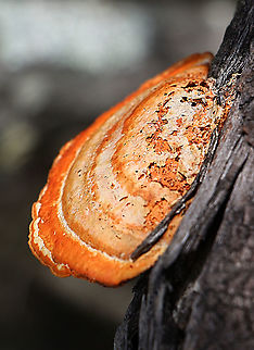 Cinnabar Polyporus - Pycnoporus cinnabarinus Growing on tea tree ( Leptospermum sp) Australia,Cinnabar Polypore,Geotagged,Pycnoporus cinnabarinus,Summer