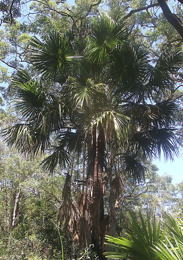 Cabbage-tree Palm - Livistona australis <a href="https://www.nationalparks.nsw.gov.au/plants-and-animals/cabbage-palm" rel="nofollow">https://www.nationalparks.nsw.gov.au/plants-and-animals/cabbage-palm</a><br />
With glossy green leaves spanning 3-4m in length and a trunk reaching a height of up to 30m, the cabbage tree palm, or fan palm, is one of the tallest Australian native plants. Thriving in rainforest margins along the east coast of NSW, in summer this giant palm produces striking spikes of cream flowers which resemble cabbages.<br />
<br />
The Cabbage - tree Palm is a protected species in NSW Australia,Geotagged,Livistona australis,Summer