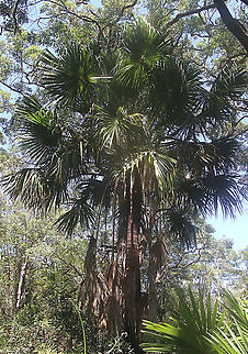Cabbage-tree Palm - Livistona australis https://www.nationalparks.nsw.gov.au/plants-and-animals/cabbage-palm
With glossy green leaves spanning 3-4m in length and a trunk reaching a height of up to 30m, the cabbage tree palm, or fan palm, is one of the tallest Australian native plants. Thriving in rainforest margins along the east coast of NSW, in summer this giant palm produces striking spikes of cream flowers which resemble cabbages.

The Cabbage - tree Palm is a protected species in NSW Australia,Geotagged,Livistona australis,Summer