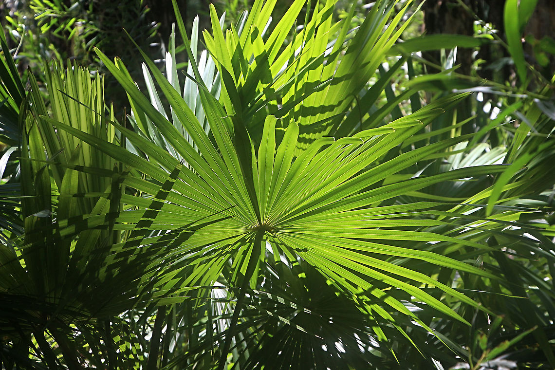 Cabbage-tree Palm - Livistona australis The cabbage-tree palm is a traditional food for coastal Indigenous communities. It did have value for early settlers (ornamental/for shade; copying Aboriginal people by eating the hearts; and using the trunks for feeding troughs for cattle).<br />
<a href="https://slowfoodaustralia.com.au" rel="nofollow">https://slowfoodaustralia.com.au</a> &rsaquo; n...<br />
Native cabbage tree palm - Slow Food Australia<br />
 Australia,Geotagged,Livistona australis,Summer