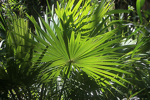 Cabbage-tree Palm - Livistona australis The cabbage-tree palm is a traditional food for coastal Indigenous communities. It did have value for early settlers (ornamental/for shade; copying Aboriginal people by eating the hearts; and using the trunks for feeding troughs for cattle).
https://slowfoodaustralia.com.au › n...
Native cabbage tree palm - Slow Food Australia
Australia,Geotagged,Livistona australis,Summer