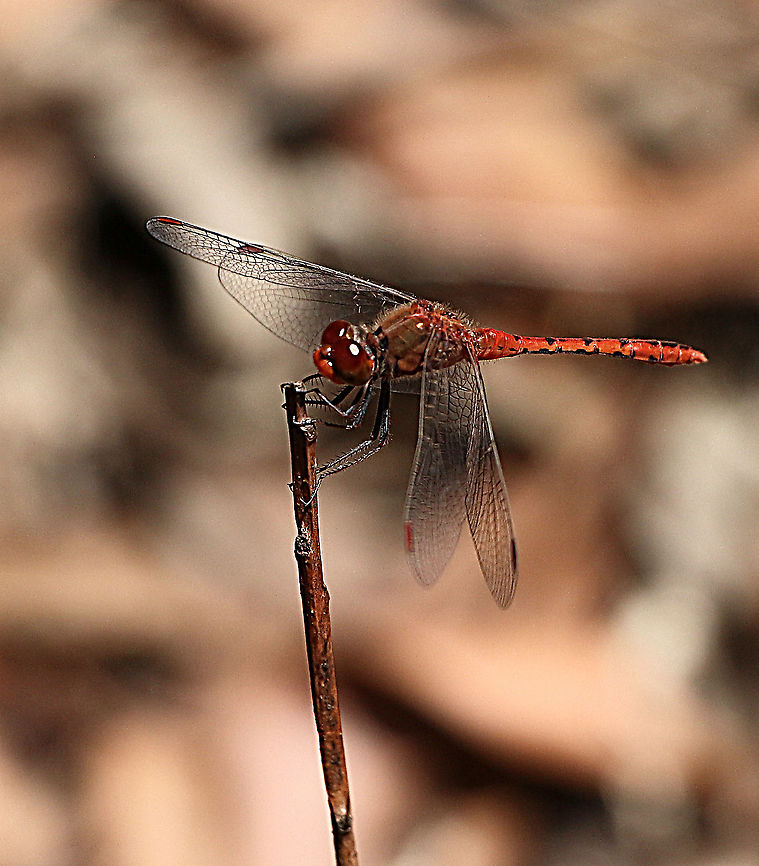Wandering percher - Diplacodes bipunctata.  ( male ) Adults frequent a range of water bodies from flowing creeks and rivers to dams, lagoons, lakes and ponds. Adults disperse long distances and are often found far from water.<br />
<a href="https://bie.ala.org.au/species/urn:lsid:biodiversity.org.au:afd.taxon:c437f86d-edcd-44c3-b2f7-4fda1d11b316" rel="nofollow">https://bie.ala.org.au/species/urn:lsid:biodiversity.org.au:afd.taxon:c437f86d-edcd-44c3-b2f7-4fda1d11b316</a> Australia,Diplacodes bipunctata,Geotagged,Summer,Wandering Perchereamw dragonflies