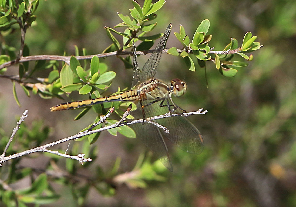Wandering percher - Diplacodes bipunctata.  ( female )  Australia,Diplacodes bipunctata,Geotagged,Summer,Wandering Perchereamw dragonflies