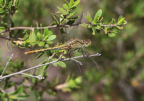 Wandering percher - Diplacodes bipunctata.  ( female )  Australia,Diplacodes bipunctata,Geotagged,Summer,Wandering Perchereamw dragonflies