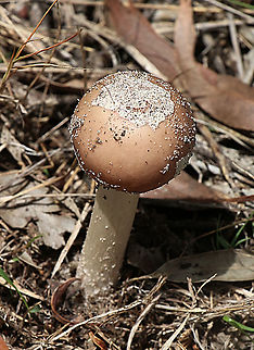 Unidentified Growing in very sandy soil along a bush track with cap not expanded. Australia,Geotagged,Summer