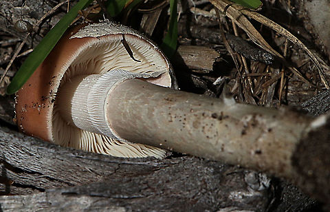 Unidentified Showing Anulus . Australia,Geotagged,Summer