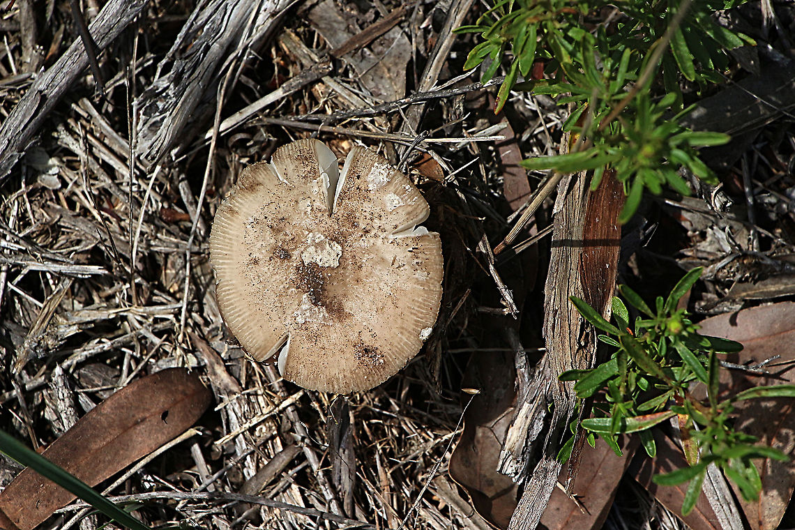 Unidentified Flattened out cap. Australia,Geotagged,Summer