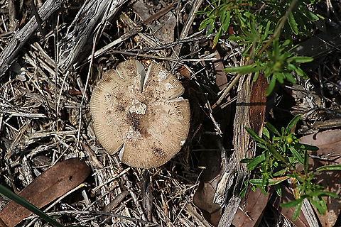 Unidentified Flattened out cap. Australia,Geotagged,Summer