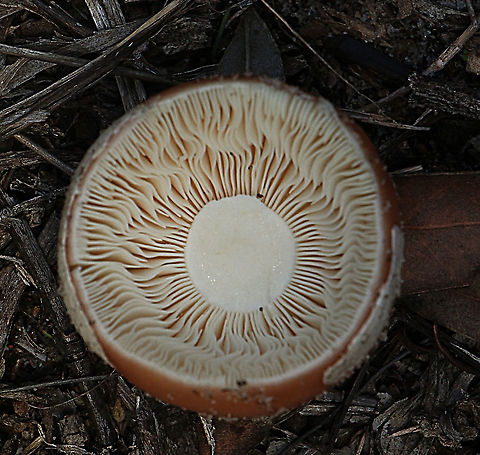 Unidentified Showing grounded gills Australia,Geotagged,Summer