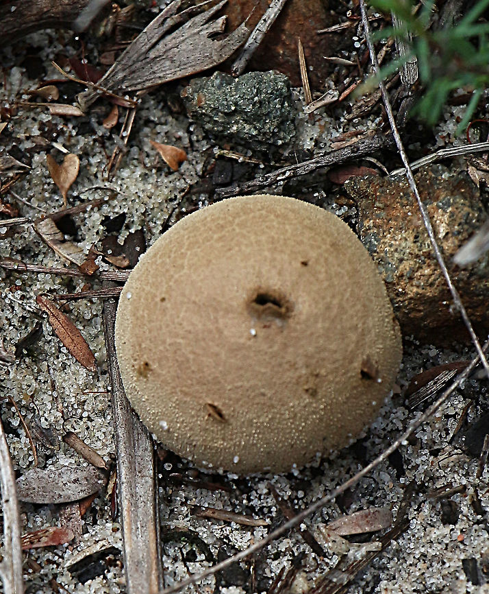 Common puffball - Lycoperdon perlatum  Australia,Common puffball,Geotagged,Lycoperdon perlatum,Summer