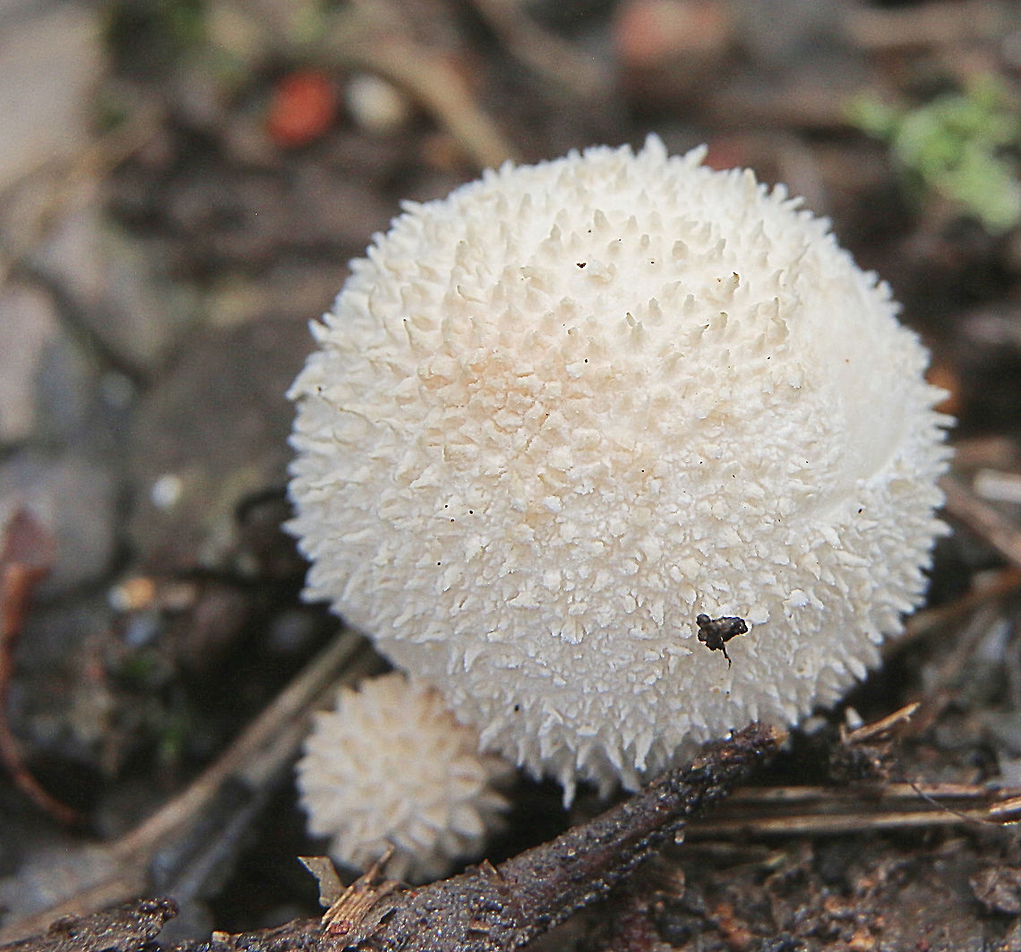 Peeling puffball - Lycoperdon marginatum  Australia,Geotagged,Lycoperdon marginatum,Peeling puffball,Summer