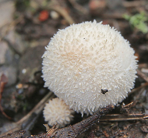 Peeling puffball - Lycoperdon marginatum  Australia,Geotagged,Lycoperdon marginatum,Peeling puffball,Summer