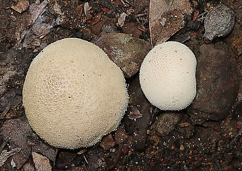 Common puffball Lycoperdon perlatum  Australia,Common puffball,Geotagged,Lycoperdon perlatum,Summer
