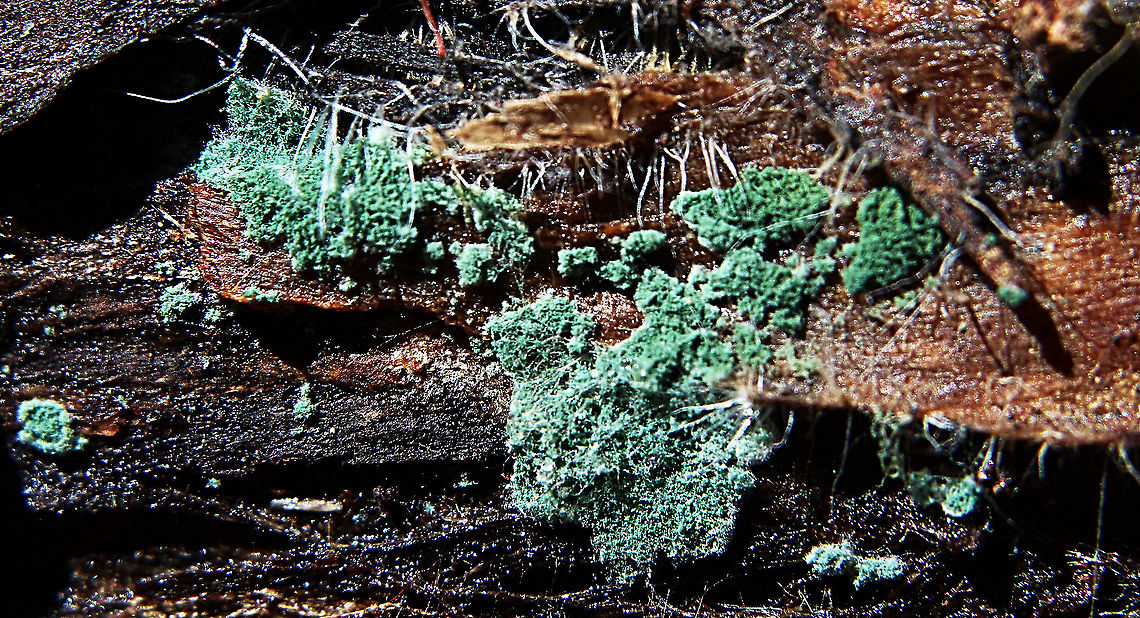 Possibly genus : Trichoderma  Australia,Geotagged,Summer