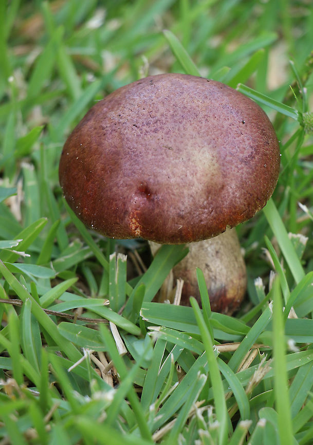 Unidentified Boletus sp. Growing on lawn area , turns blue in 10 seconds when cut. Australia,Geotagged,Summer