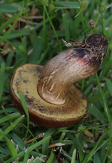 Unidentified Boletus sp. - details of pores  Australia,Geotagged,Summer