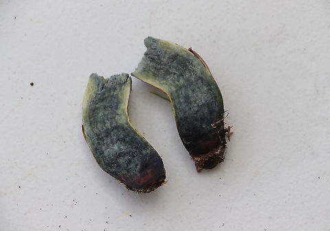 Stipe cut of unidentified Bolete Turned dark blue very quick after cutting. Australia,Geotagged,Summer