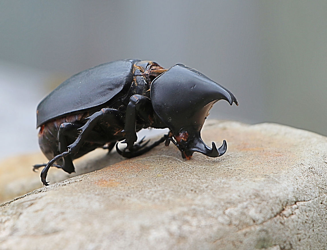 Common rhinoceros beetle - Xylotrupes ulysses. (. male ) Unfortunately this male rhinoceros beetle was dead when I found it on a lawn area . At least he couldn’t run away anymore. It’s distribution is along the east coast of Queensland and down to northern NSW<br />
I found this one much further south then that ( approx 500 km).People i spoke to told me that this time in the year the beetle is quite common around the Newcastle area ( Central coast) <br />
Identification<br />
The Rhinoceros Beetle is a large black shiny beetle. The males have two prominent horns on the front end giving them the common name. The horns are used by males in mating tests of strength with other males. Females do not have horns and are a more typical scarab beetle shape. Rhinoceros Beetles often make a hissing or squeaking sound when harassed or picked up.<br />
<br />
Other Names<br />
Elephant Beetle<br />
<br />
Size<br />
length to 60mm<br />
<br />
Food<br />
Adult beetles feed on nectar, plant sap and fruit.<br />
<br />
Breeding<br />
The larvae are large fat c-shaped grubs often found under leaf litter and in garden compost heaps where they feed on rotting organic matter.<br />
<br />
Range<br />
The Rhinoceros Beetle is found in south-east Asia and in Australia is found in coastal areas of Queensland.<br />
<br />
<br />
Australia,Geotagged,Summer,Xylotrupes ulysses