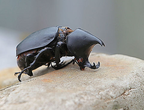 Common rhinoceros beetle - Xylotrupes ulysses.  (. male ) Unfortunately this male rhinoceros beetle was dead when I found it on a lawn area . At least he couldn’t run away anymore.  It’s distribution is along the east coast of Queensland and down to northern NSW
I found this one much further south then that ( approx 500 km).People i spoke to told me that this time in the year the beetle is quite common around the Newcastle area ( Central coast) 
Identification
The Rhinoceros Beetle is a large black shiny beetle. The males have two prominent horns on the front end giving them the common name. The horns are used by males in mating tests of strength with other males. Females do not have horns and are a more typical scarab beetle shape. Rhinoceros Beetles often make a hissing or squeaking sound when harassed or picked up.

Other Names
Elephant Beetle

Size
length to 60mm

Food
Adult beetles feed on nectar, plant sap and fruit.

Breeding
The larvae are large fat c-shaped grubs often found under leaf litter and in garden compost heaps where they feed on rotting organic matter.

Range
The Rhinoceros Beetle is found in south-east Asia and in Australia is found in coastal areas of Queensland.


 Australia,Geotagged,Summer,Xylotrupes ulysses