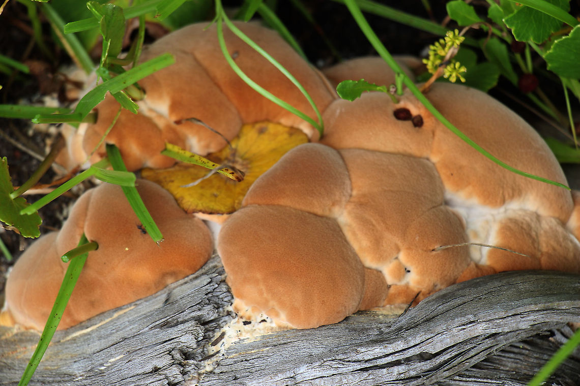 Unidentified fungi Growing on decaying pice of eucalyptus. I tried to remove a pice of the fungus to look at the poresurface,but  could not without pulling pices of wood of also . I could not find anything which looked like pores.<br />
 Australia,Geotagged,Summer