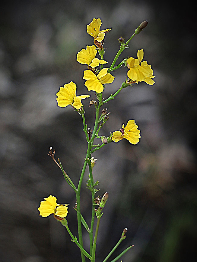 Branched goodenia, Australia  Australia,Geotagged,Goodenia paniculata,Summer