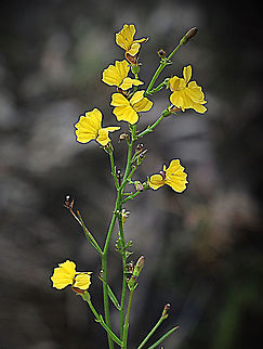 Branched goodenia, Australia Australia,Geotagged,Goodenia paniculata,Summer
