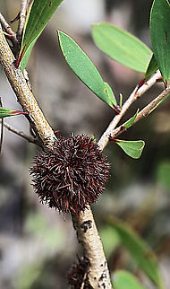 Unidentified growth on acacia longifolia. Possibly a pin cushion gall ( 20 mm dia )  Australia,Geotagged,Summer