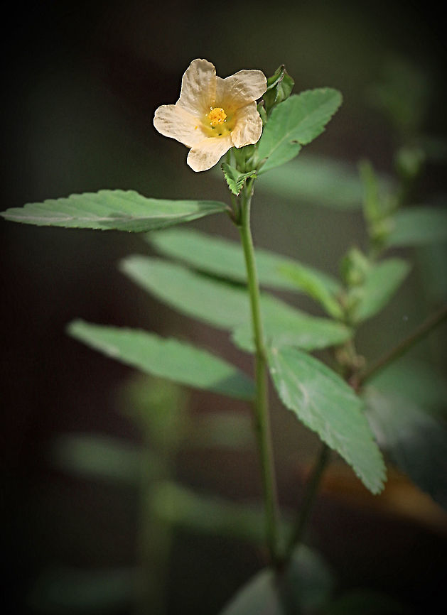 Paddy’s Lucerne - Sida rhombifolia Medicinal Information: Arrowleaf sida has significant medicinal applications for which it is cultivated throughout India. The pounded leaves are used to relieve swelling,the fruits are used to relieve headache, the mucilage is used as an emollient, and the root is used to treat rheumatism.Jul 31, 2013<br />
www.db.weedyconnection.com › pa...<br />
Paddy's lucerne (Sida rhombifolia) | Wild Edibles Database Australia,Geotagged,Sida rhombifolia,Summer